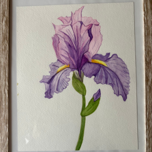 Iris
