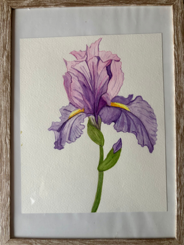 Illustration Iris