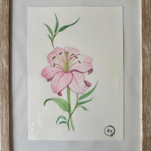 Lys Rose