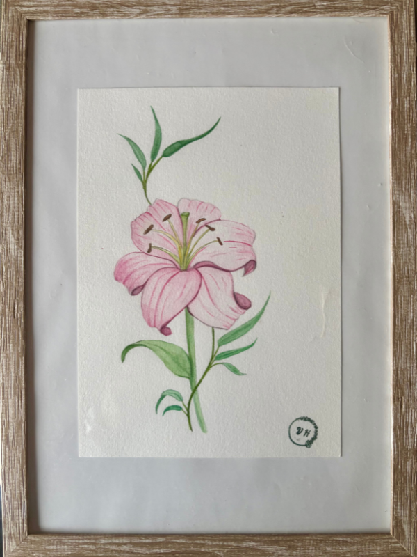 Illustration Lys Rose