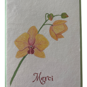 Orchidées